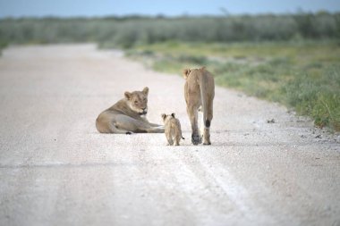 Bir aslan yavrusu ve annesi bozkırda.