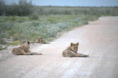 Yolda bir aslan grubu var..