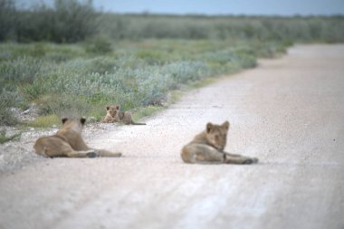 Aslan yavrusu yolda oynuyor.