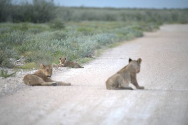 Çöldeki vahşi aslan