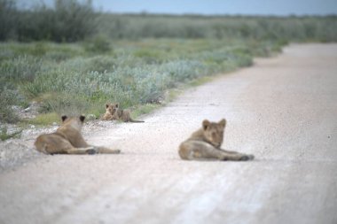 Vahşi hayvanlar. Çöldeki vahşi aslan ailesi..