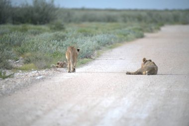 Çölde bir grup aslan.