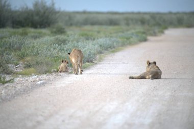 Çöldeki bir grup vahşi aslan.