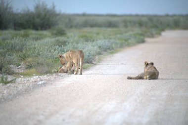 lions are resting on the road.