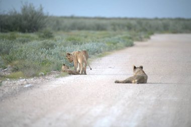 Güzel bir vahşi kedi fotoğrafı.