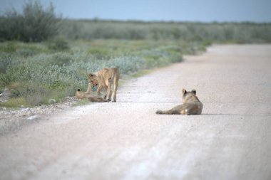 Namibya 'daki Etoşa Ulusal Parkı' nda vahşi bir aslan. yüksek kaliteli fotoğraf