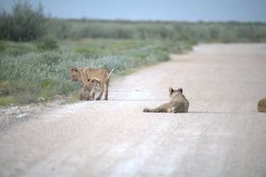 Aslanlar vahşi doğada.