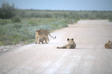 Aslanlar etkin Ulusal Parkı