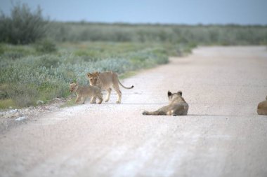 a lion cub walking in the road