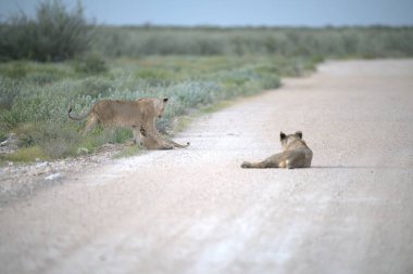 Çölde yolun ortasında yürüyen genç bir kedinin yakın plan fotoğrafı.