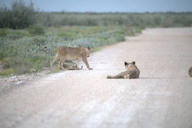 Aslanlar etkin Ulusal Parkı
