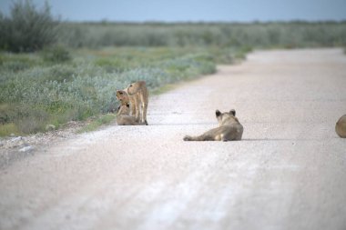 Afrika, Namibya 'daki Etoşa Milli Parkı' nda Panthera Leo 'nun aslan ailesi.