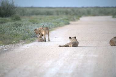 Bir grup genç aslan yolda yürüyor.