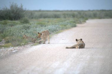 Namibya çölünde aslan yavrusu