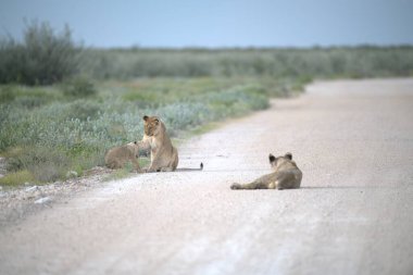 yolda vahşi hayvanlar