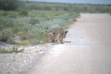 Etoşa Ulusal Parkı, Namibya 'da vahşi aslan