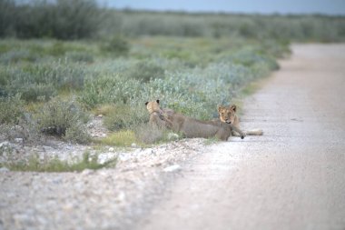Namibya 'da çölde iki aslan