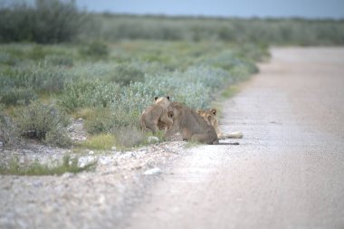 Arkasında aslan olan şirin bir aslanın yakın plan fotoğrafı.