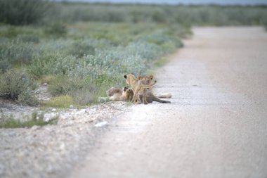 Savanadaki vahşi aslanlar
