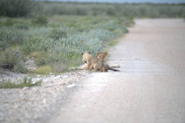 Namibya 'daki Etoşa' da aslanlar