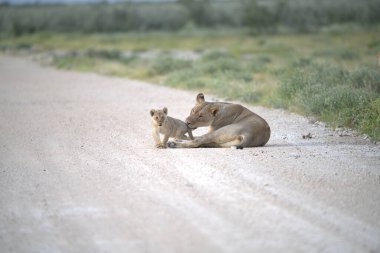 Savanadaki sevimli vahşi aslanlar