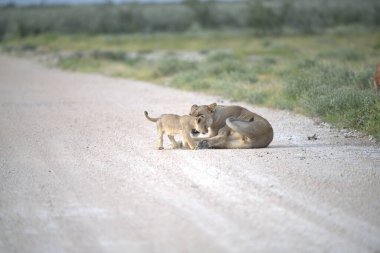 Kumda oynayan aslan yavrusu.