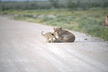 Yolda oynayan aslan yavruları