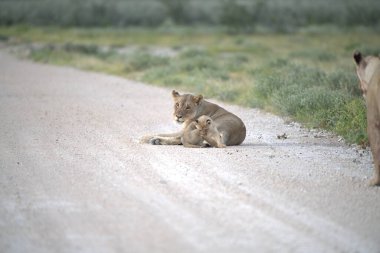 Aslan bir, panthera leo, dişi yavru