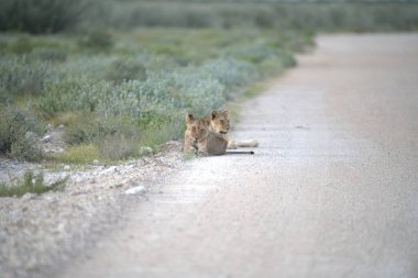 Aslan yolda yürüyor, Güney Afrika 'da.