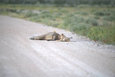 Kuru yolda aslanlar.