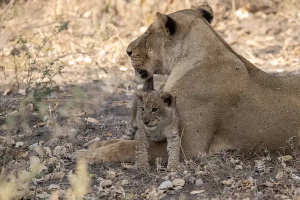 Aslan yavrusu çimlerde