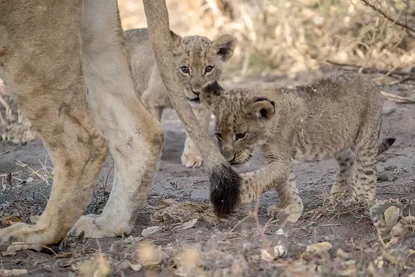 aslan yavrusu ve yavrusu