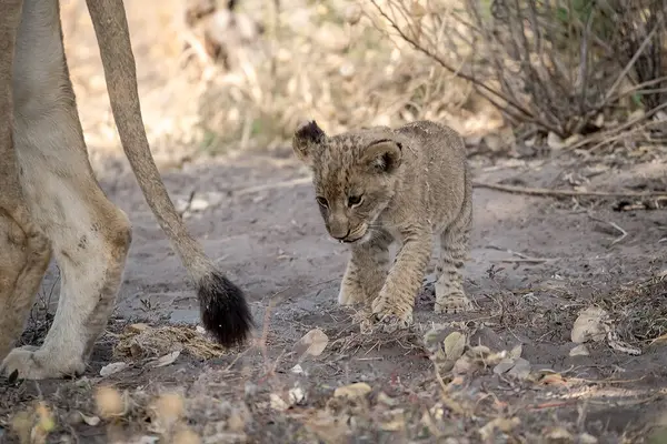 Namibya 'daki genç aslan yavrusu.