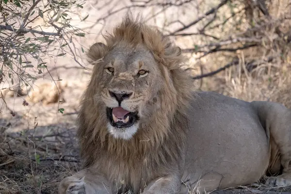 Afrika Aslanı Kruger Park, Güney Afrika 'da