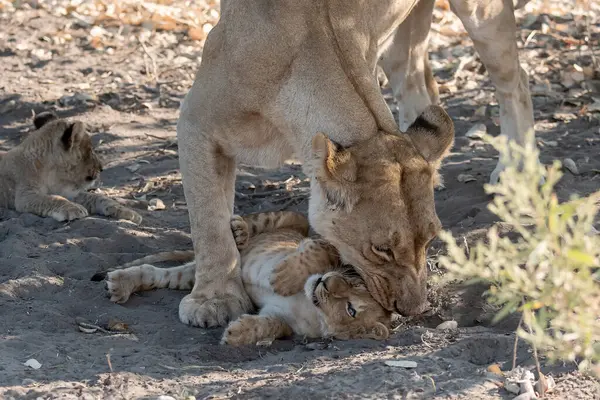 Aslan yavruları olan Afrikalı bir ailenin anne ve yavrusu.
