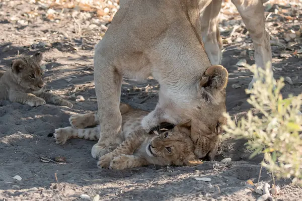Namibya 'da kurak bir yerde annesiyle oynayan aslan yavrusu.