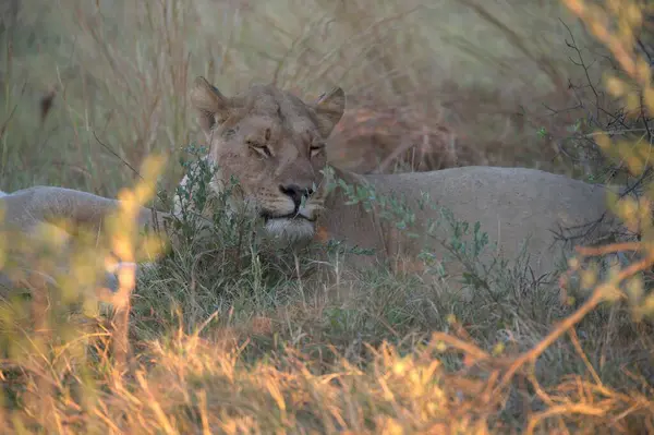 Aslan (panthera leo) Chobe Milli Parkı, Botswana 'da