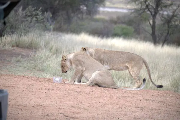 Genç bir dişi aslanın büyük bir aslanla güzel bir fotoğrafı.