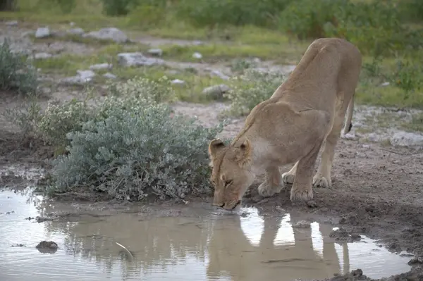 Gölde su içen beyaz bir aslanın yakın plan fotoğrafı.