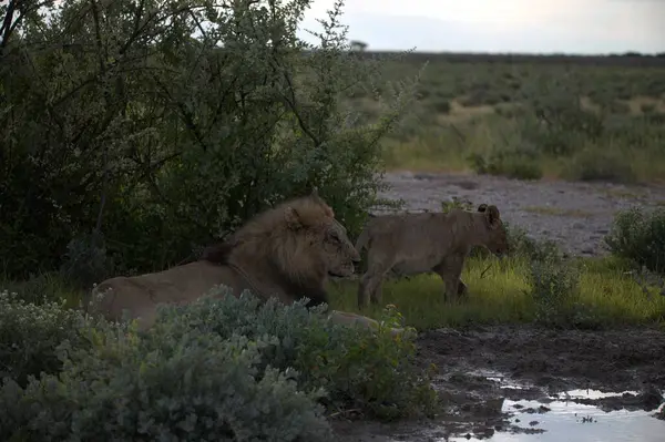 Kenya savanındaki aslan