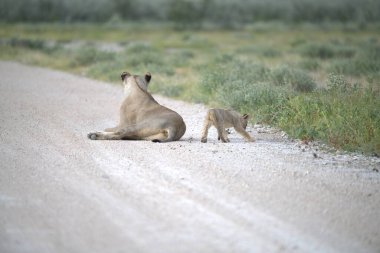 a cute lion cub in the wild