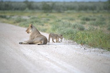 Kenya 'daki savanda aslanlar