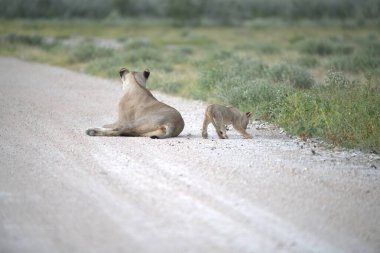 Çöldeki şirin bir aslanın yakın plan fotoğrafı.