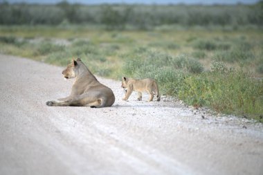 a lion cub and mother in the savannah