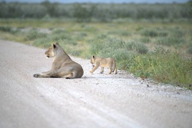wild red lion cub in the savannah