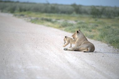 lion cub playing together in the grass
