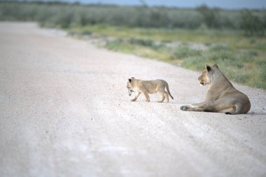 Savanadaki genç aslanlar