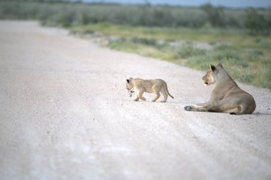 Afrika savanındaki aslan yavrusu Kruger Park, Güney Afrika