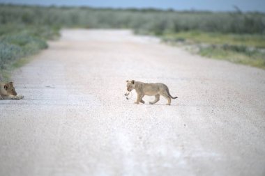 Afrika 'nın güneyindeki Kruger Milli Parkı' nda toprak yolda yürüyen aslan yavrusu Felidae familyasından Panthera Leo ailesinin Specie ailesi.