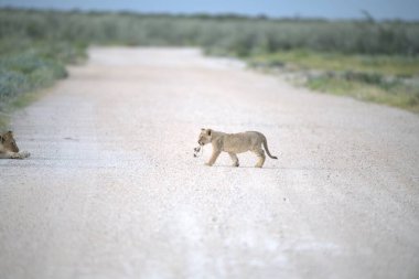 Aslan yavrusu kameraya doğru yürüyor.